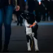 Safe collar på hund som går fot på en nöjespark i kvällsljus