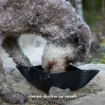 Lagotto tik som dricker ur small.