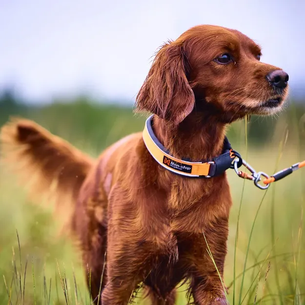 Protector collar säkerhetshalsband från Non Stop Dogwear