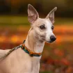 Vacker whippet i Non-stops halsband  Trail Quest