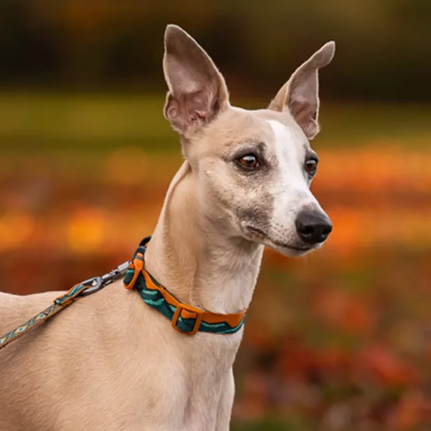 Vacker whippet i Non-stops halsband  Trail Quest