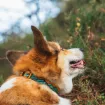 Hund som är skogsfin i halsbandet Trail quest